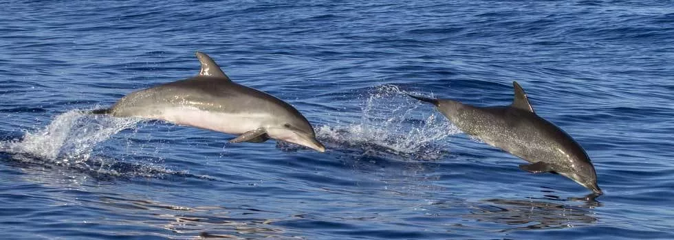 Hilo dolphin watching