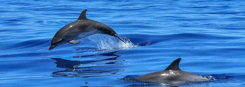 See dolphins in hilo