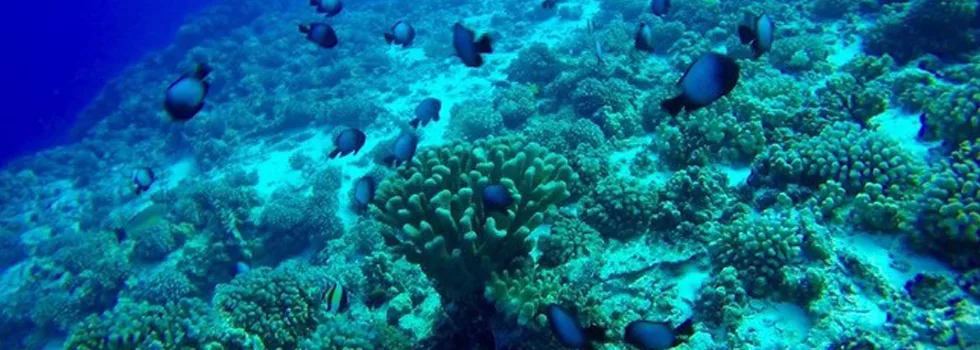 Hilo snorkeling scuba