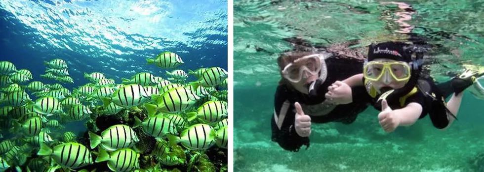 Learn to snorkel hilo