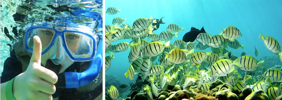 Snorkel with reef fish coral hilo
