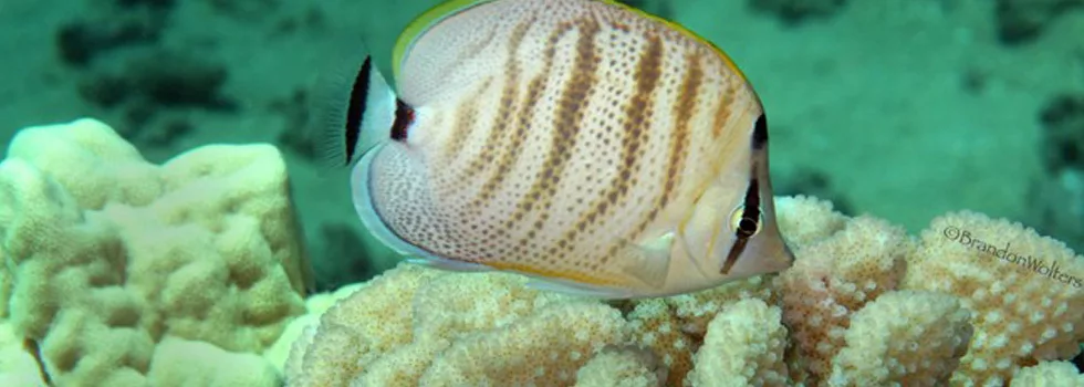 Snorkeling hilo hawaii