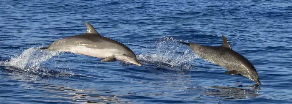 Hilo dolphin watching