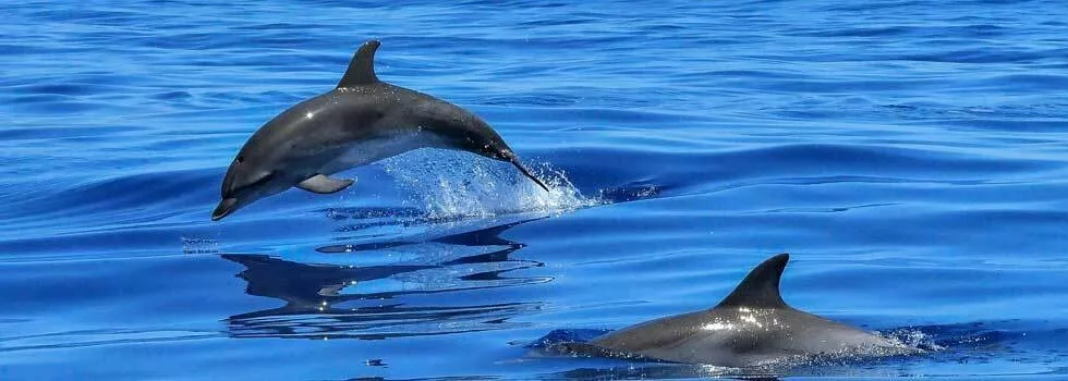 See dolphins in hilo