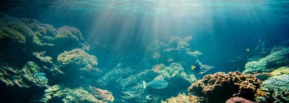 Snorkeling in hilo hawaii