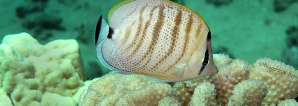 Snorkeling hilo hawaii