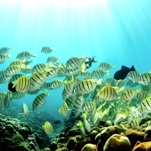 Hilo Dolphin View & Reef Snorkel Boat