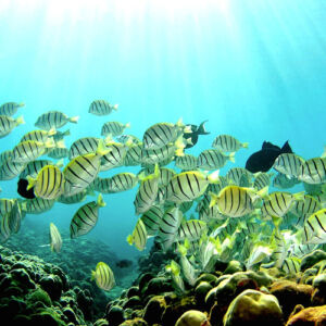 Hilo Dolphin View & Reef Snorkel Boat