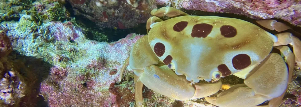 Crab hilo night dive