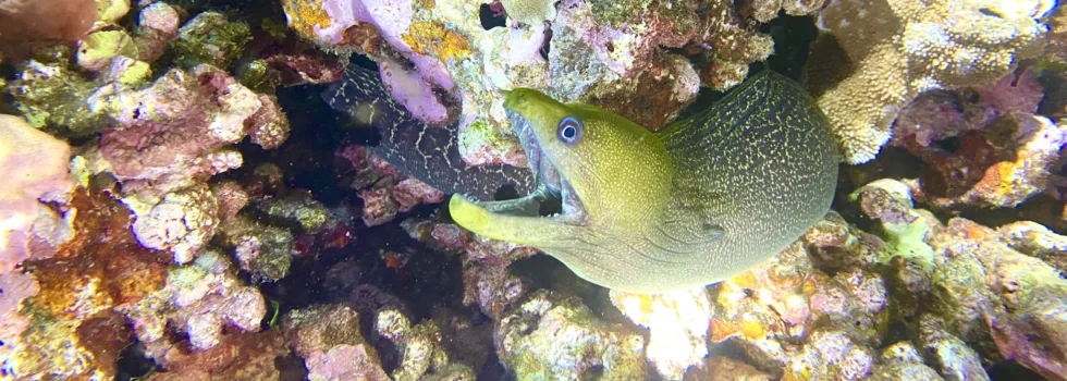 Eel hilo night dive
