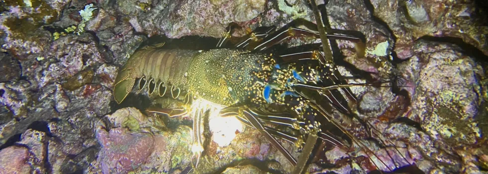 Lobster hilo night dive