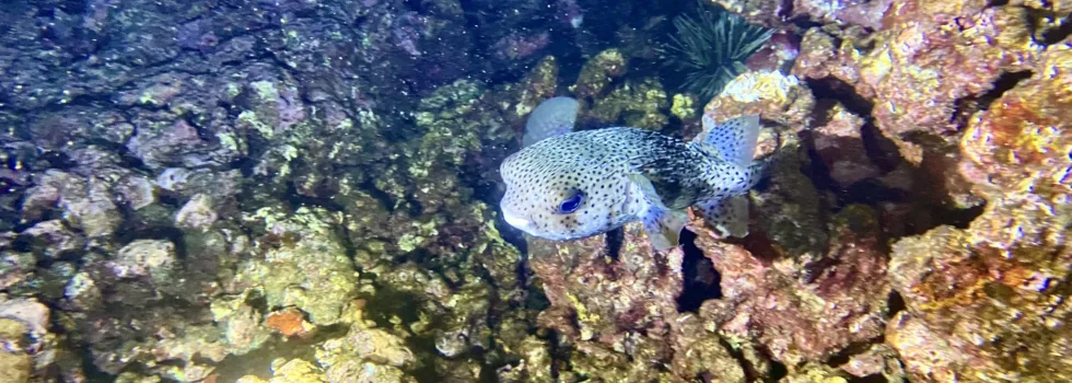 Puffer hilo night dive
