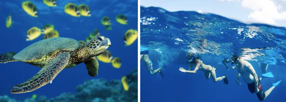 Snorkel with turtles hilo