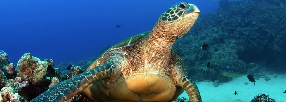 Best hilo snorkeling