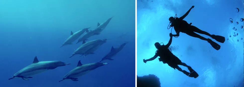 Scuba With Dolphins Hilo