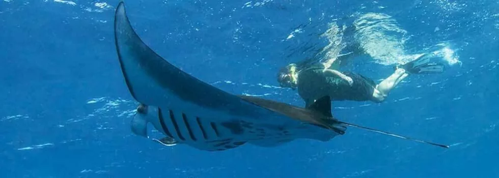 Captain cook snorkel zodiac tour