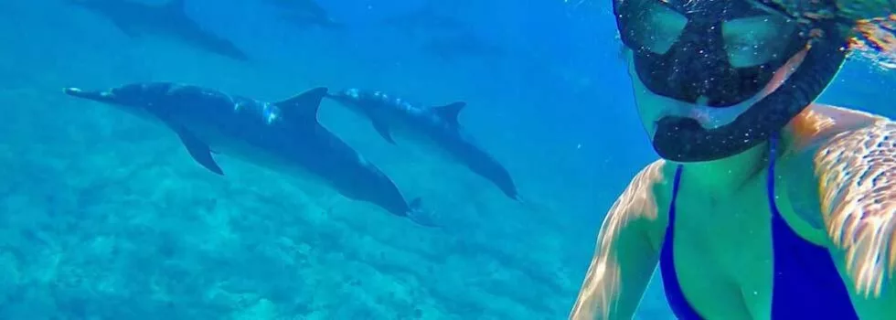 Dolphin swimming kona