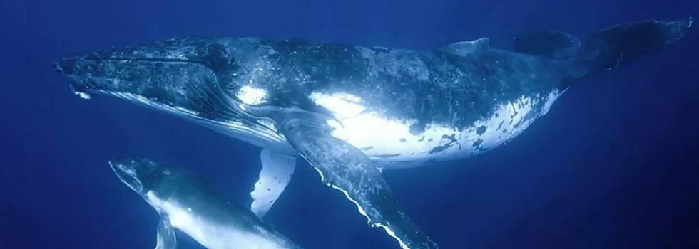 Humpback whale watching kona