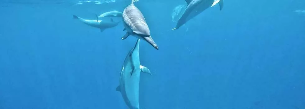 Snorkel with dolphins kona
