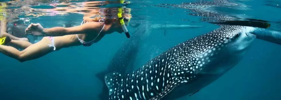 Snorkel with whales kona