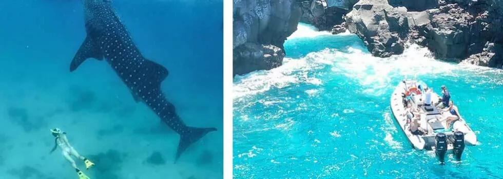 Zodiac snorkel whale fish kona