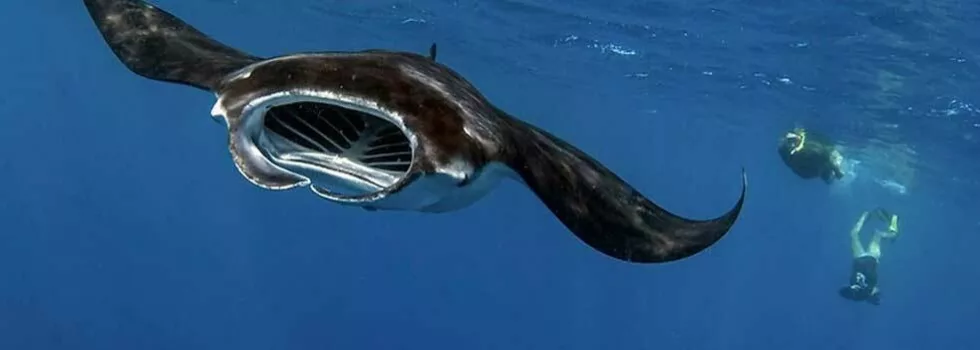 Zodiac speed boat manta ray kona