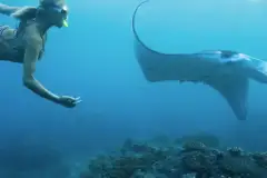 Zodiac Manta Night Snorkel: Zodiac manta snorkel thumb