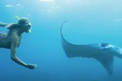 Zodiac Manta Night Snorkel: Zodiac manta snorkel thumb
