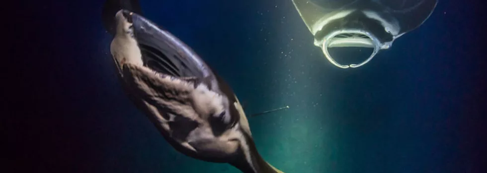 Best manta swim hawaii