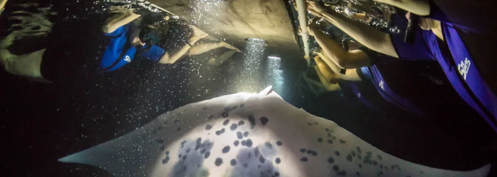 Swimming manta kona hawaii