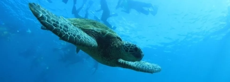 Snorkel with turtles kona
