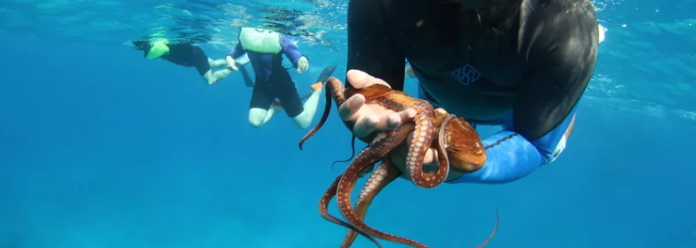 Snorkeling kona cruise