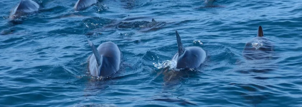 Dolphin Watch Kealakekua Bay Snorkel
