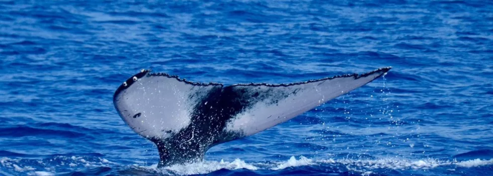 Dolphin Watch kona whale tail peg