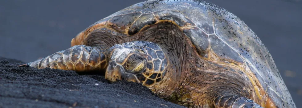 Hawaii black sand turtle beach