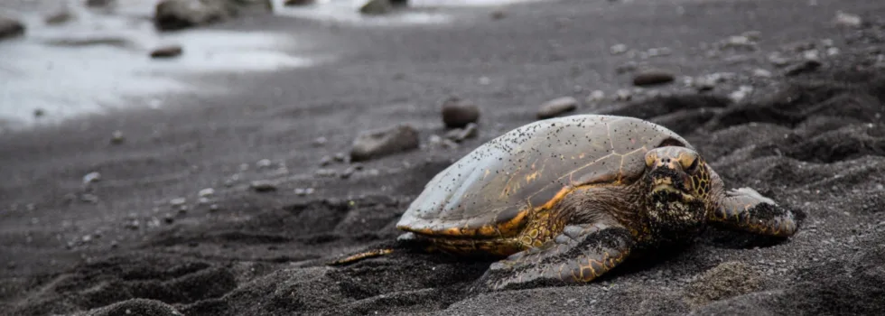 Punaluu beach hawaii