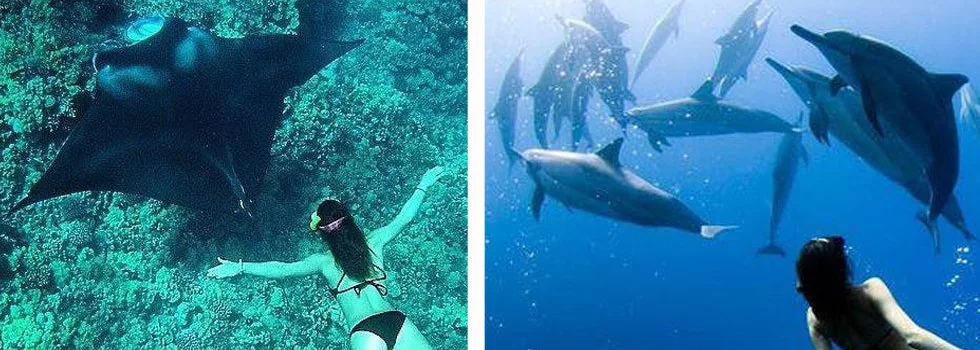 Kona Private Boat Tour