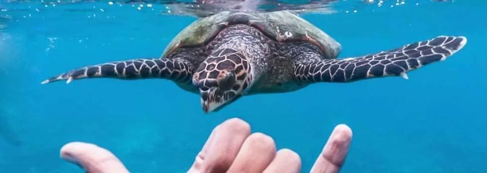 Snorkeling with turtles