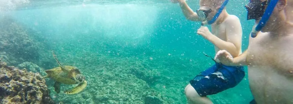 Snorkeling with turtles