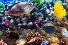 Captain Cook Monument Snorkel Boat Tour: Captain Cook Snorkel Thumb2