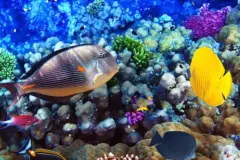 Captain Cook Monument Snorkel Boat Tour: Captain Cook Snorkel Thumb2