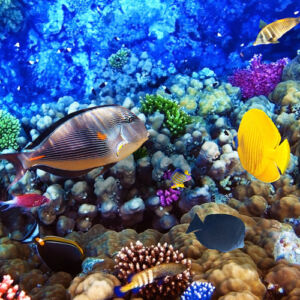 Captain Cook Monument Snorkel Boat Tour