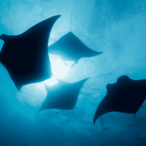 Kona Sunset Manta Ray Night Snorkel