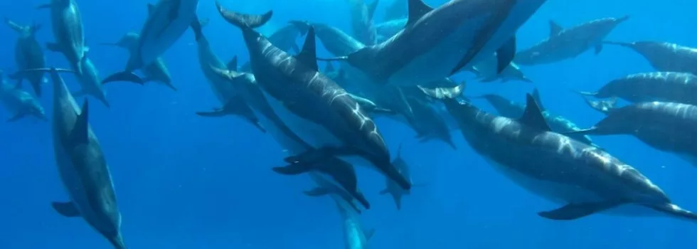 Swim with dolphins kona