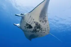 Moonlit Manta Ray Night Snorkel: Manta ray kona