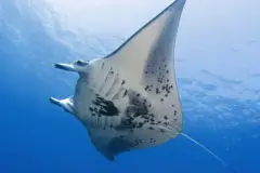 Moonlit Manta Ray Night Snorkel: Manta ray kona