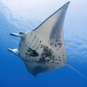 Moonlit Manta Ray Night Snorkel