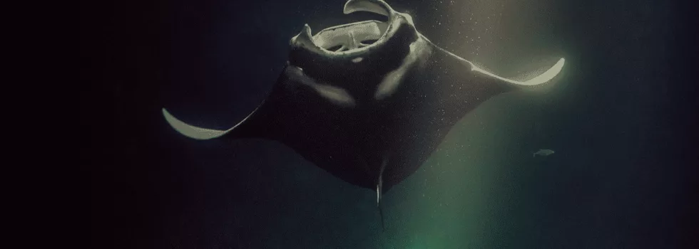 Best manta ray night snorkel hawaii