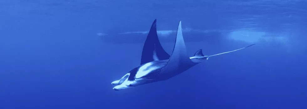 Sunset manta ray snorkel kona