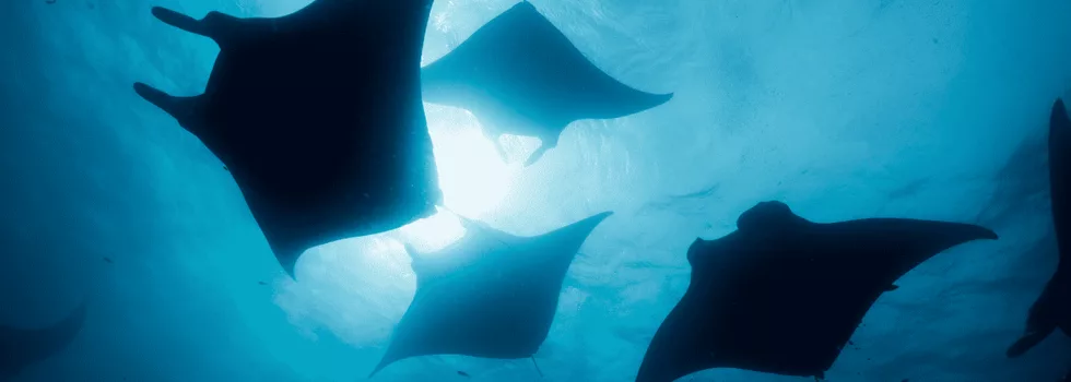 Swimming with manta rays kona